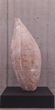 _c sSeed shape @`Ñ`t