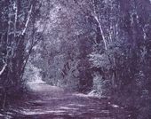 平松 幸雄《森の遊歩道》