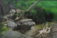 新保 智子《流木のある風景》
